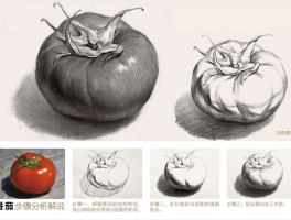 素描起步系列十二│单体静物素描
